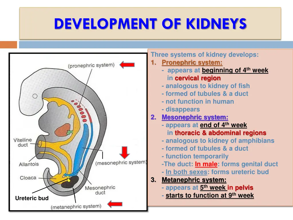 development of kidneys