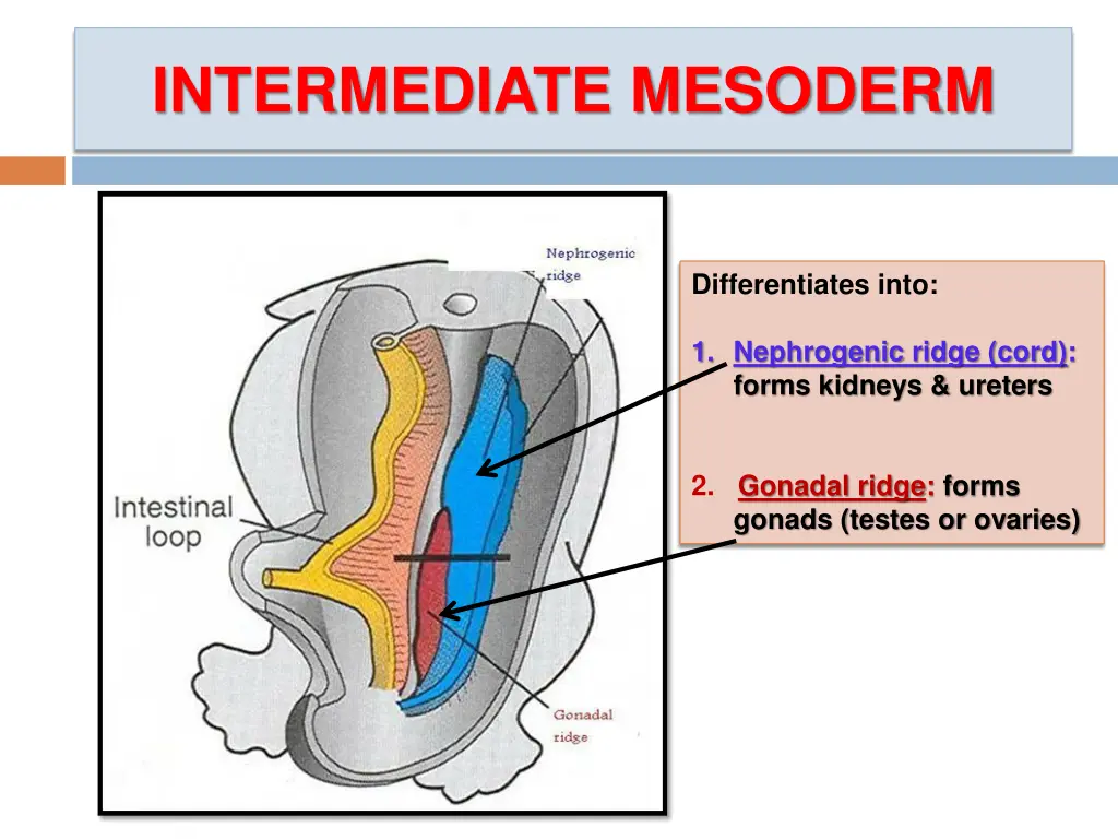 intermediate mesoderm