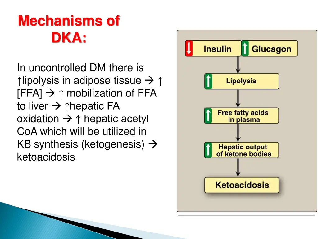 mechanisms of dka