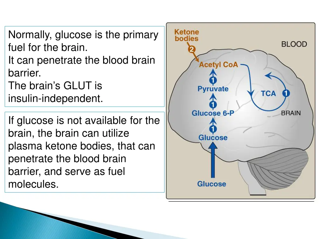 normally glucose is the primary fuel