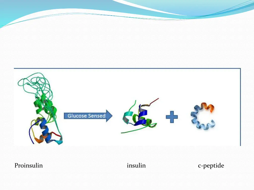 proinsulin insulin c peptide