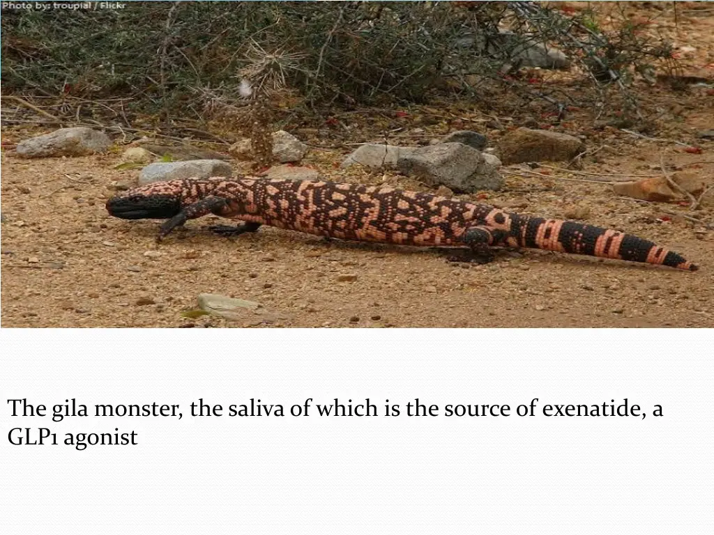 the gila monster the saliva of which