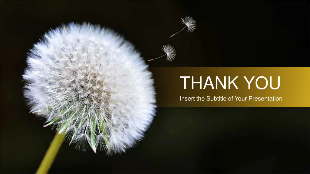 thank you insert the subtitle of your presentation
