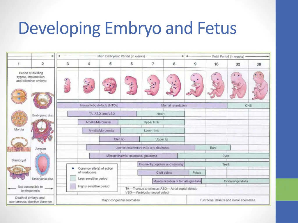 developing embryo and fetus