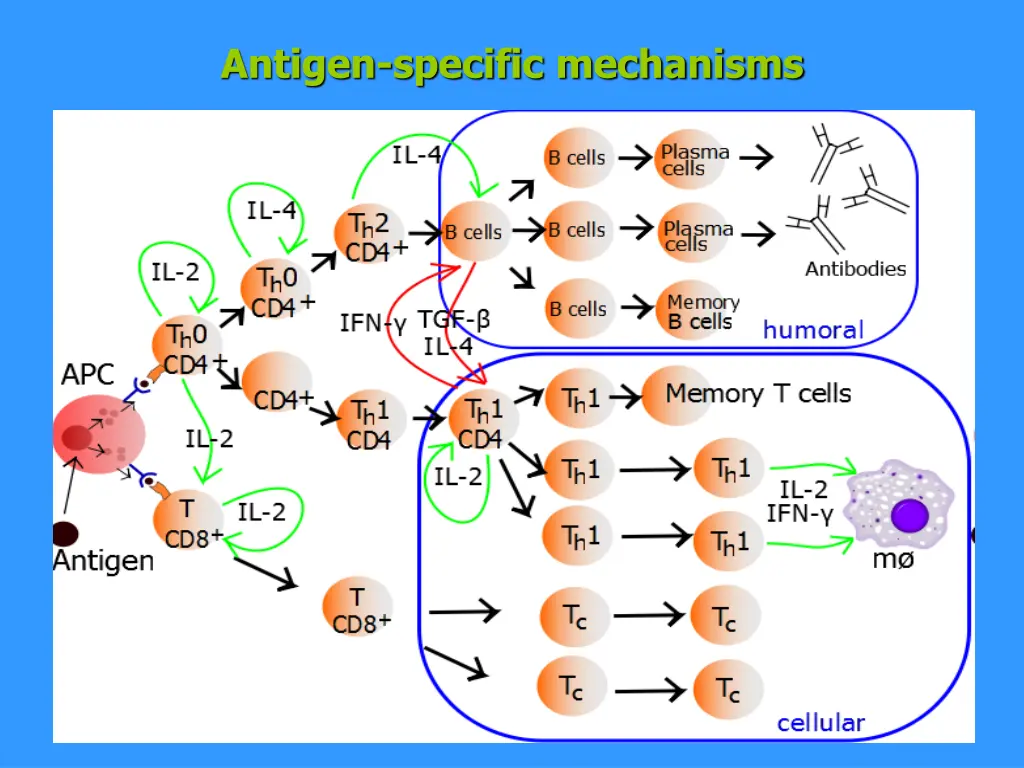 antigen specific mechanisms