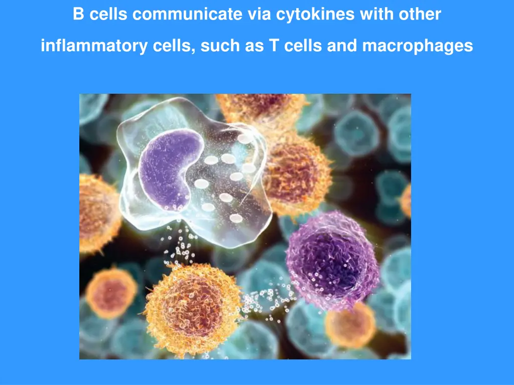 b cells communicate via cytokines with other