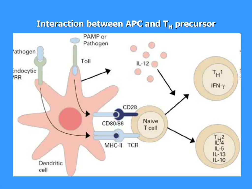 interaction between apc and t h precursor