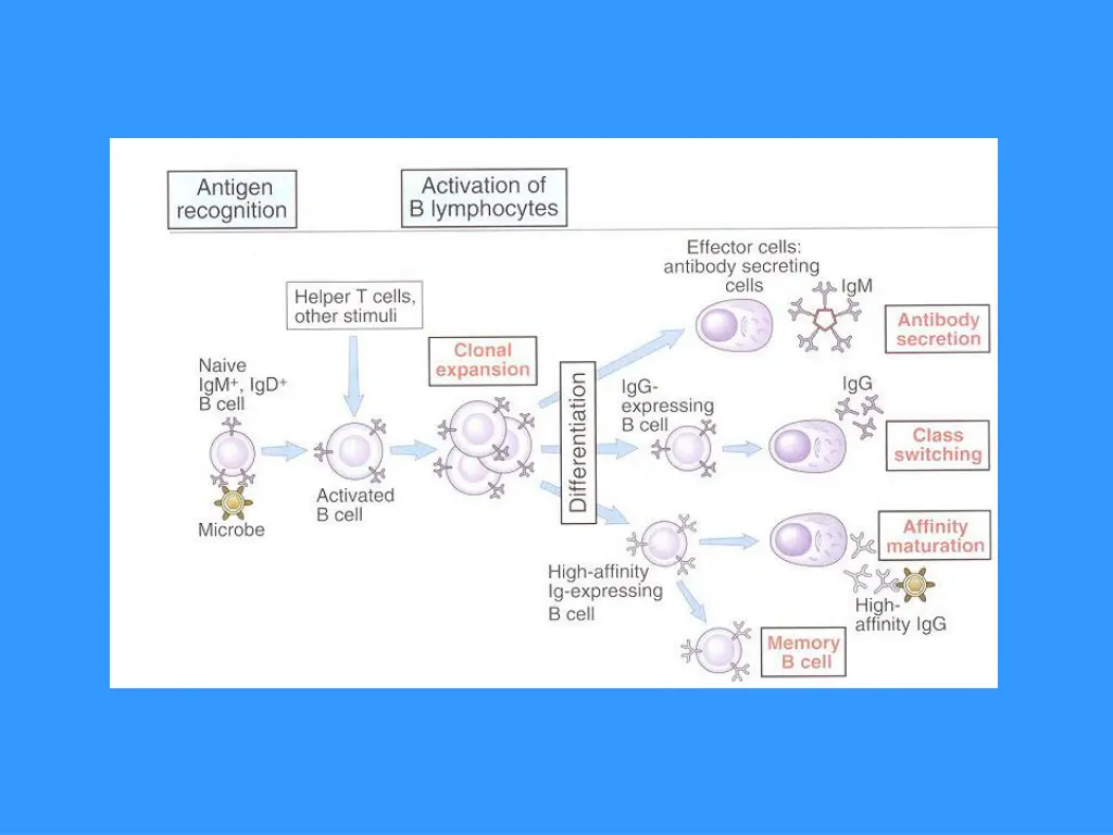slide37