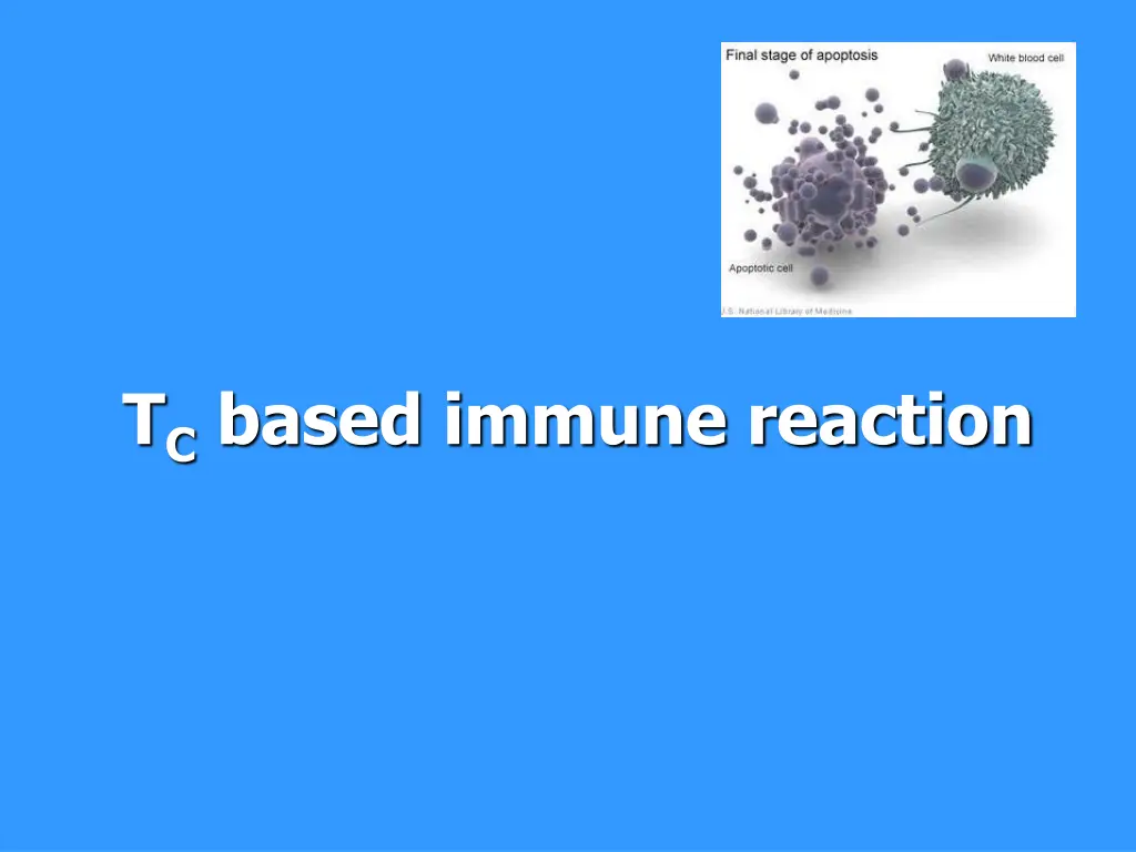 t c based immune reaction