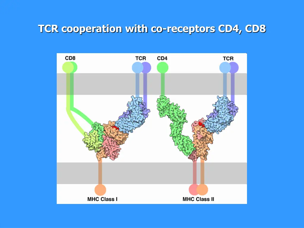 tcr cooperation with co receptors cd4 cd8