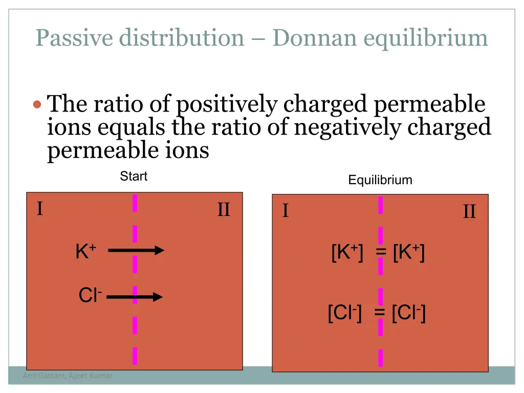 passive distribution donnan equilibrium