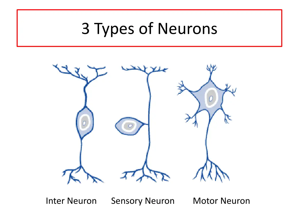 3 types of neurons