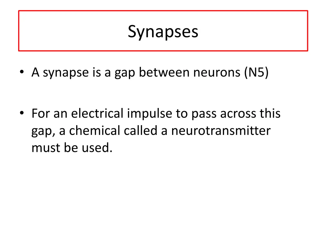 synapses