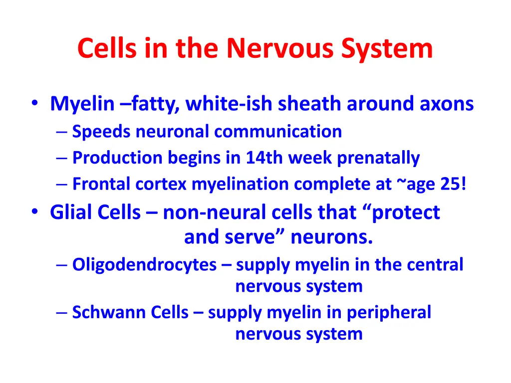 cells in the nervous system 1
