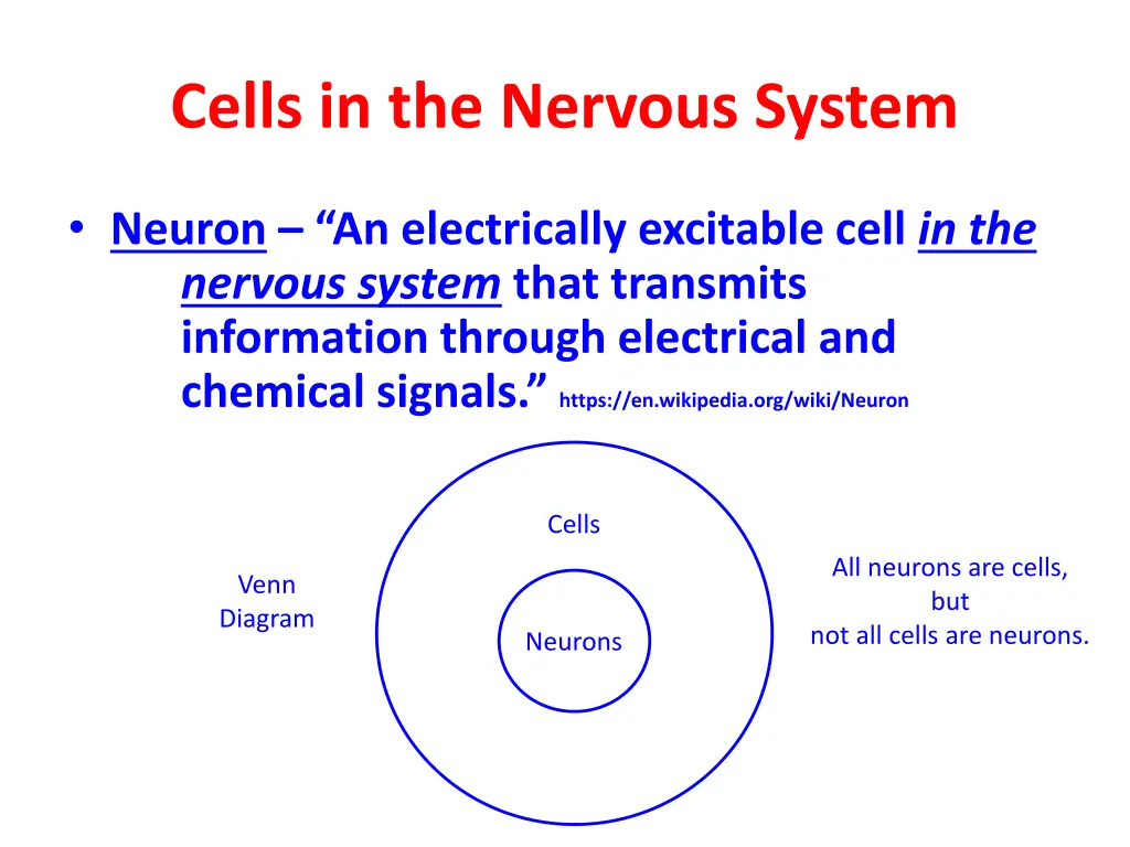 cells in the nervous system