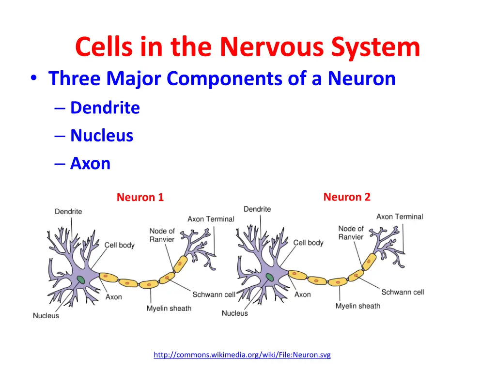 cells in the nervous system three major