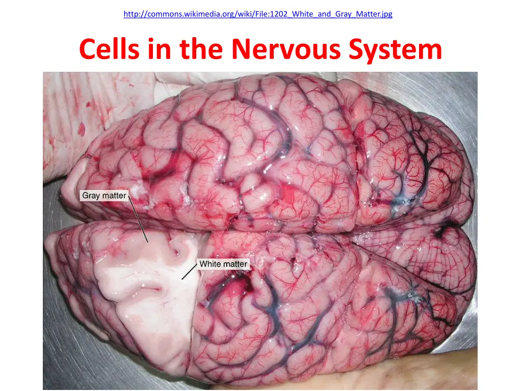 http commons wikimedia org wiki file 1202 white