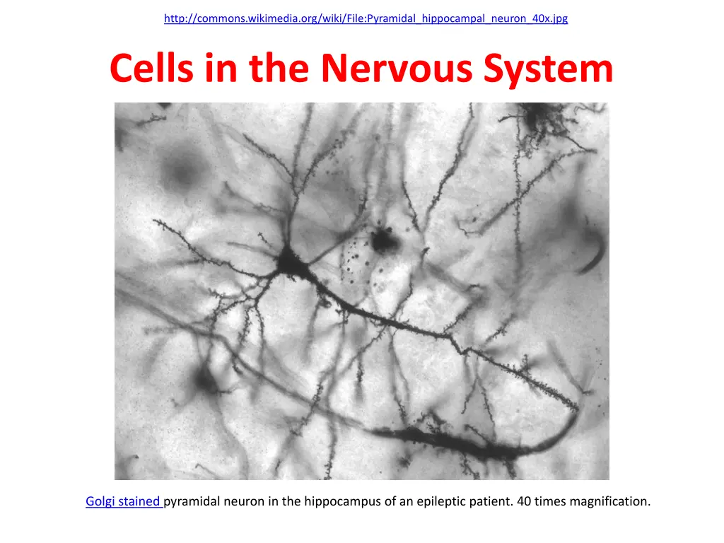http commons wikimedia org wiki file pyramidal