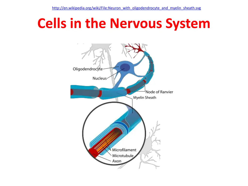 http en wikipedia org wiki file neuron with