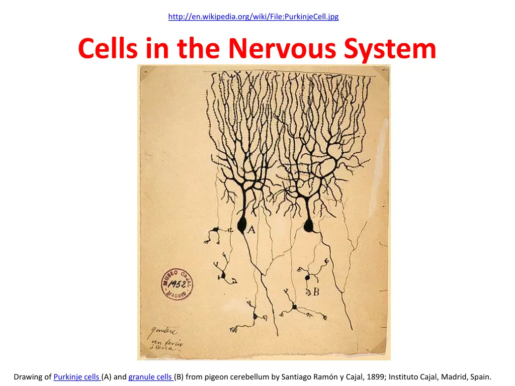 http en wikipedia org wiki file purkinjecell jpg