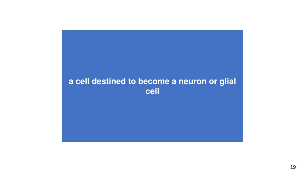 a cell destined to become a neuron or glial cell