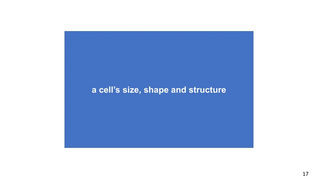 a cell s size shape and structure