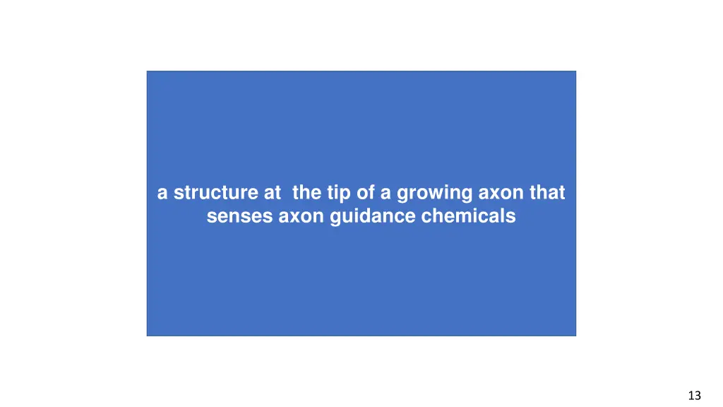 a structure at the tip of a growing axon that