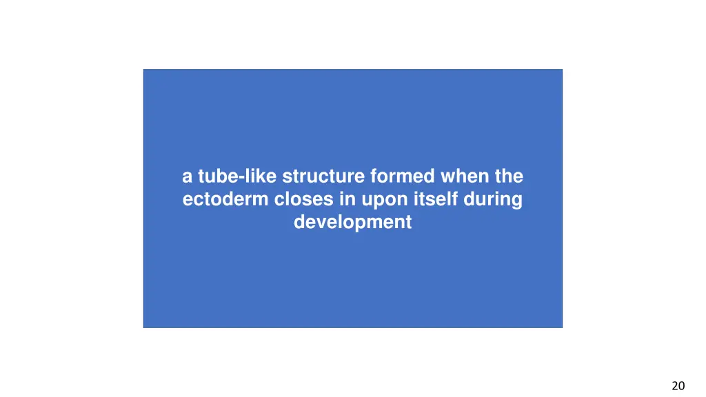 a tube like structure formed when the ectoderm