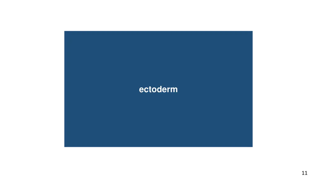 ectoderm