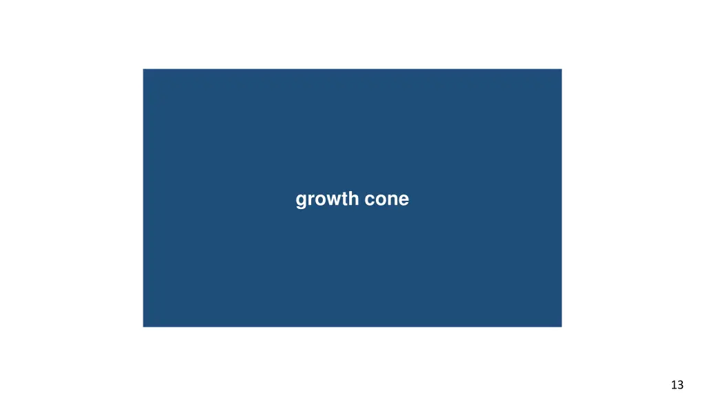growth cone