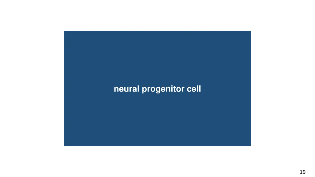 neural progenitor cell