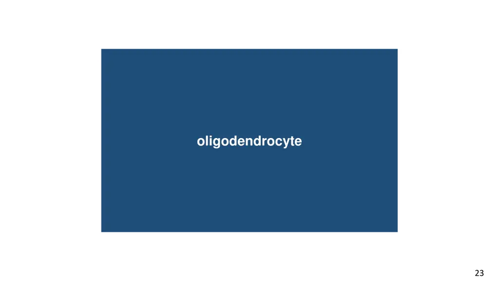 oligodendrocyte