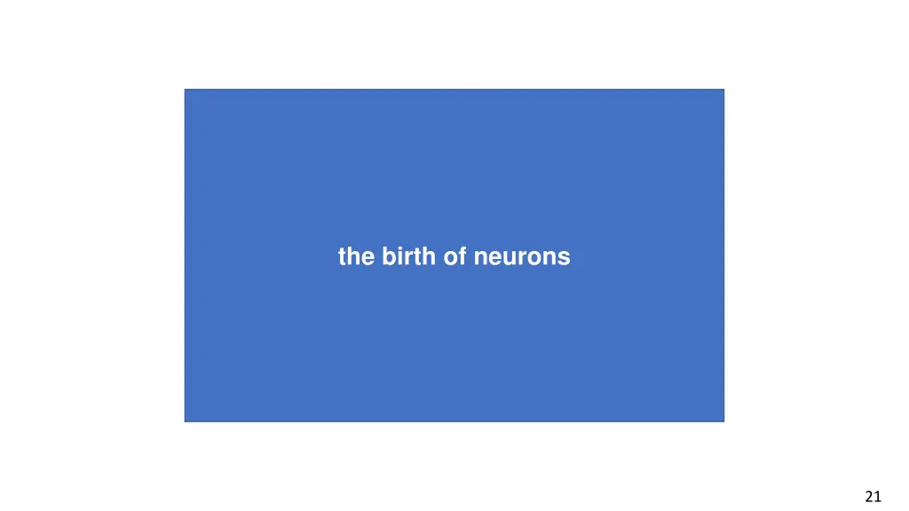 the birth of neurons