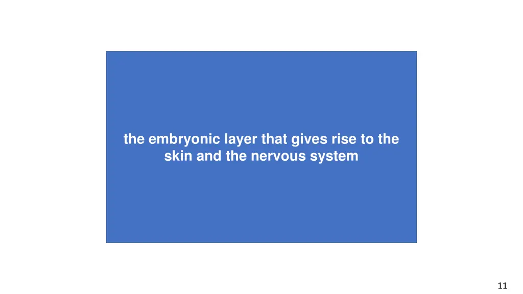 the embryonic layer that gives rise to the skin