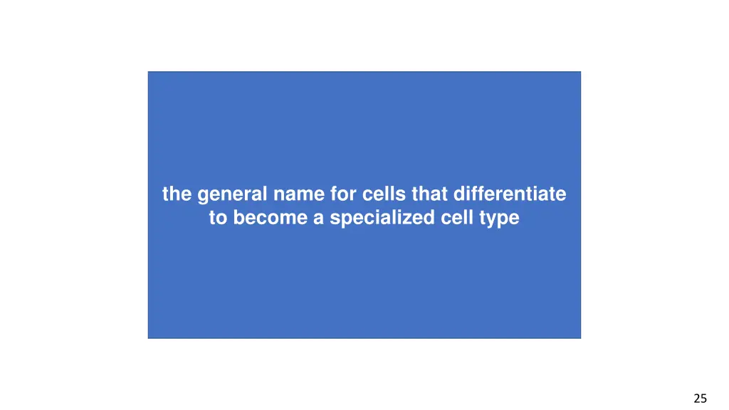 the general name for cells that differentiate