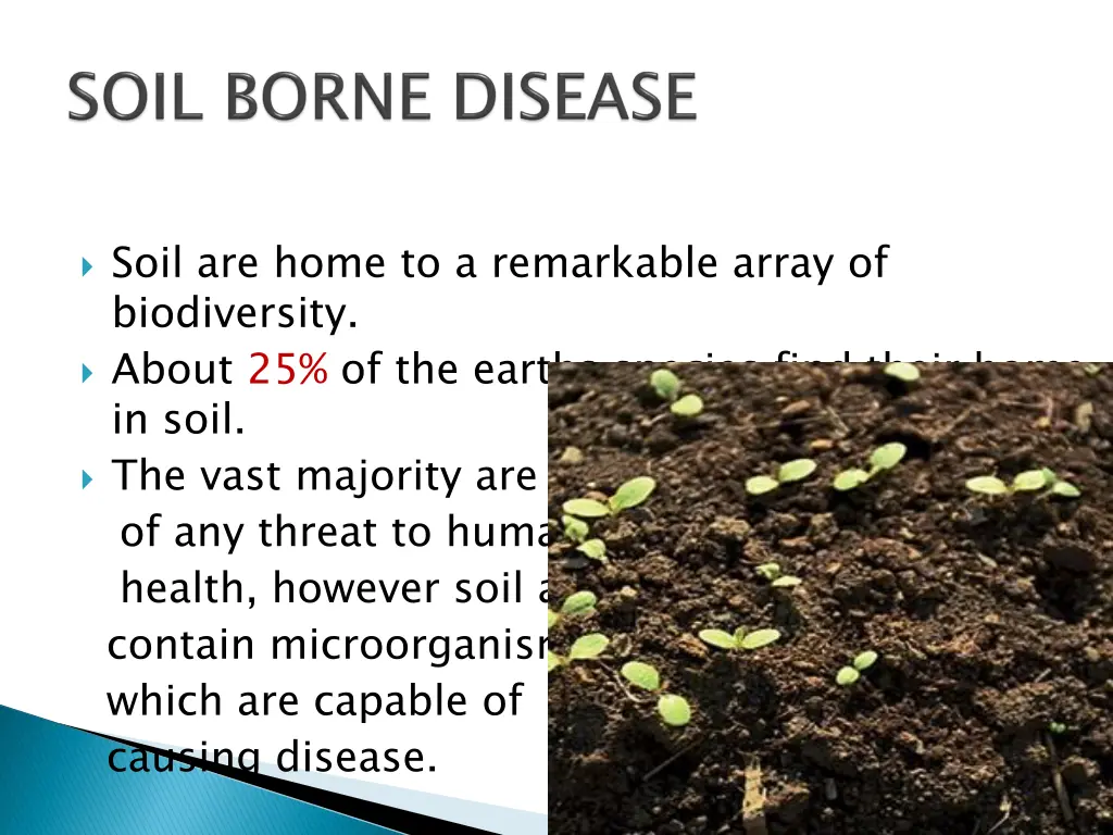 soil are home to a remarkable array