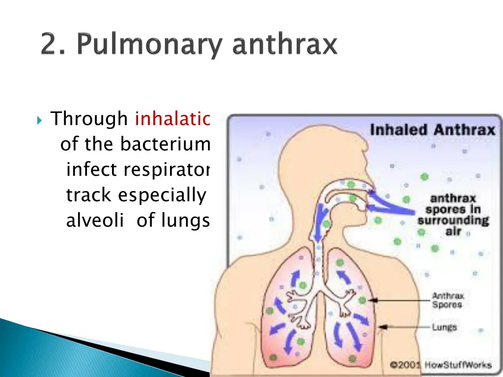 through inhalation of the bacterium infect