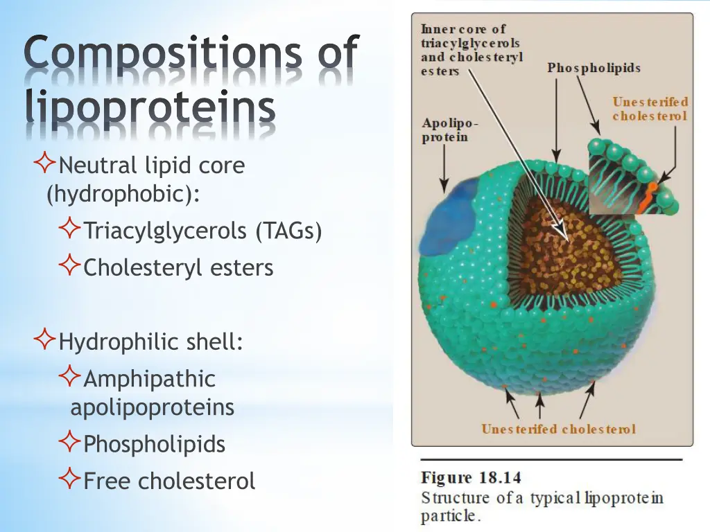 compositions of lipoproteins neutral lipid core