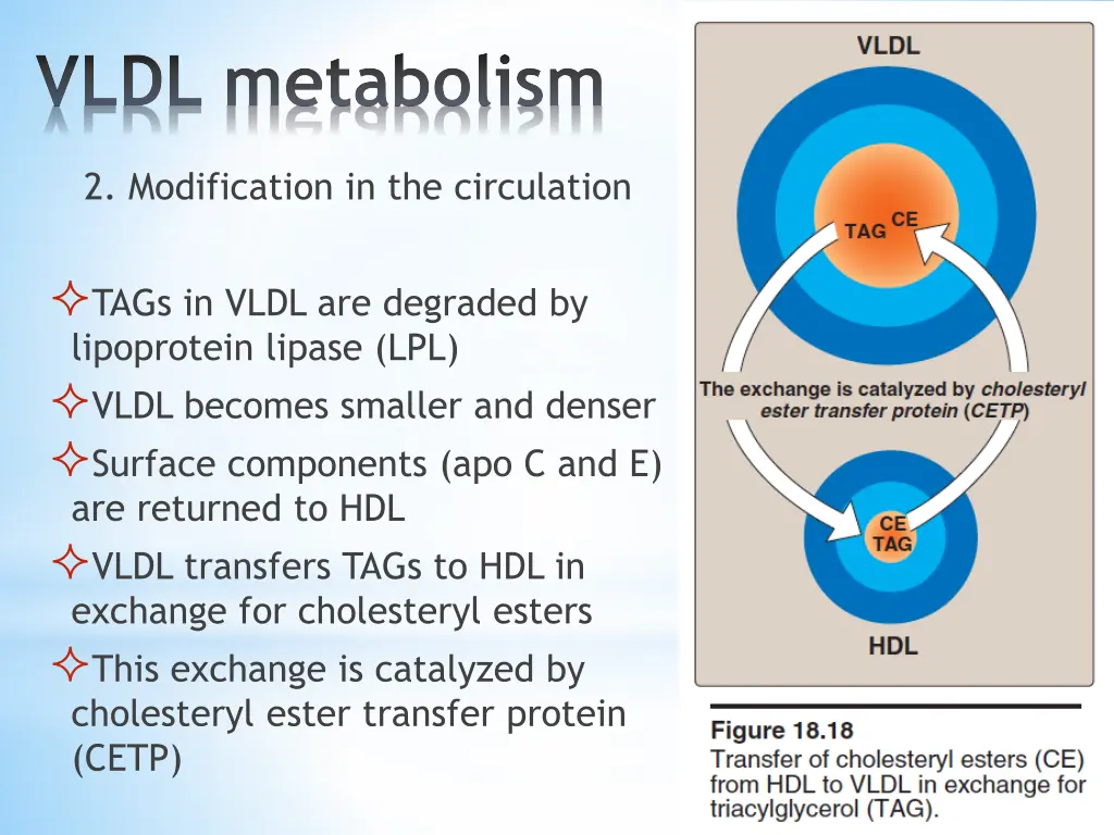 vldl metabolism 2