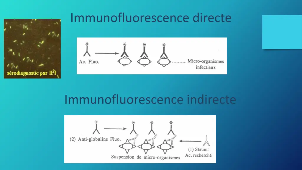 immunofluorescence directe