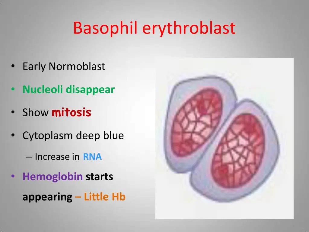 basophil erythroblast