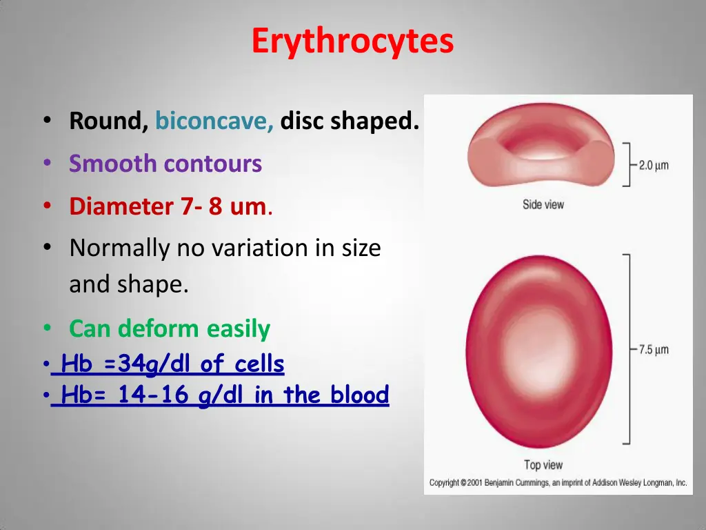 erythrocytes
