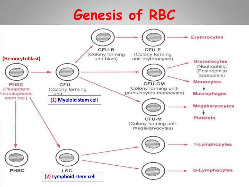 genesis of rbc