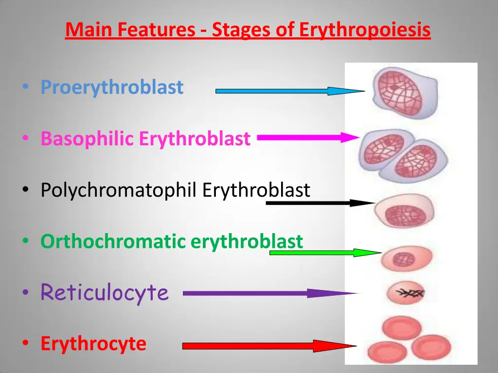 main features stages oferythropoiesis