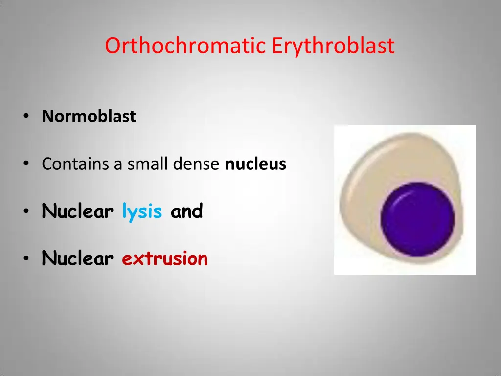 orthochromatic erythroblast