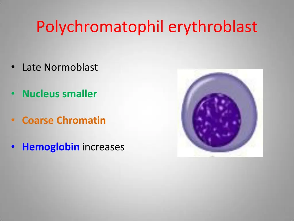 polychromatophil erythroblast