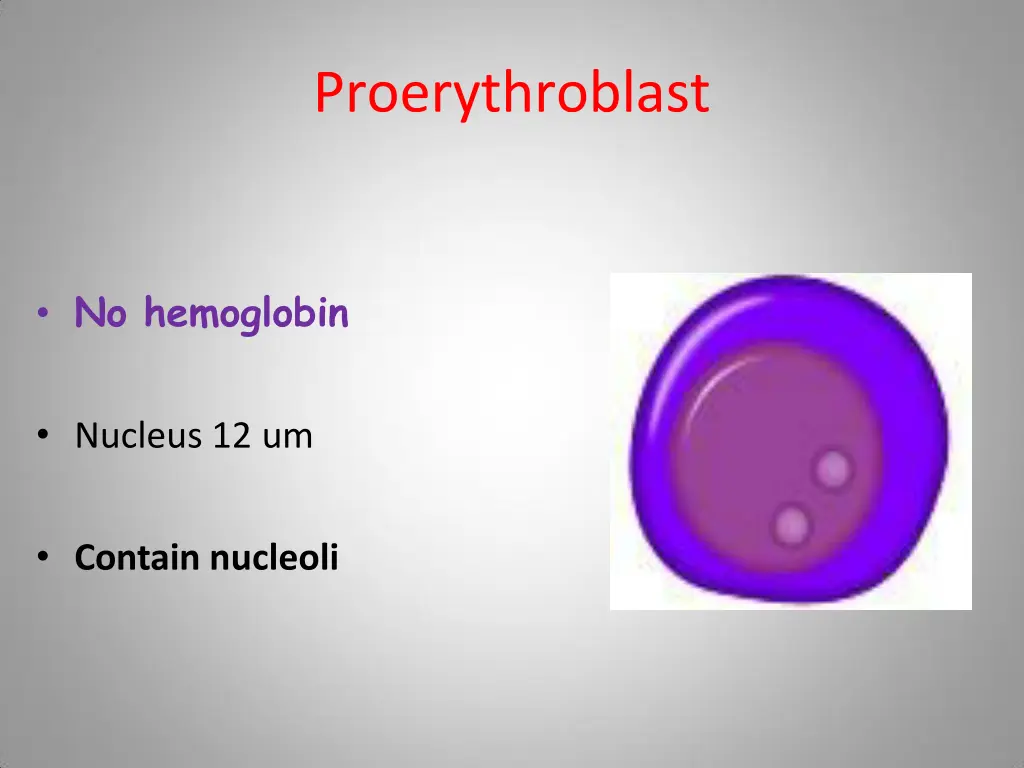 proerythroblast