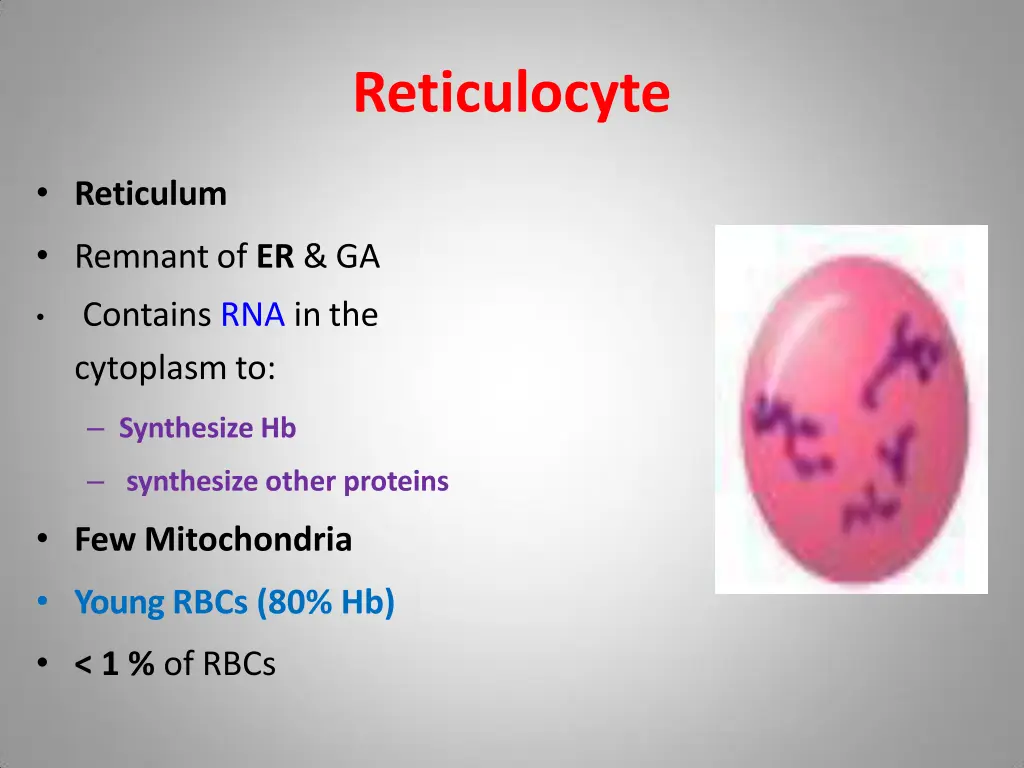 reticulocyte