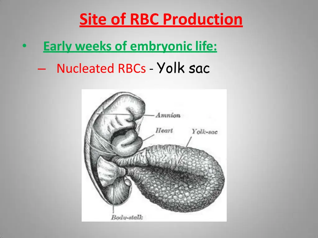 site of rbc production