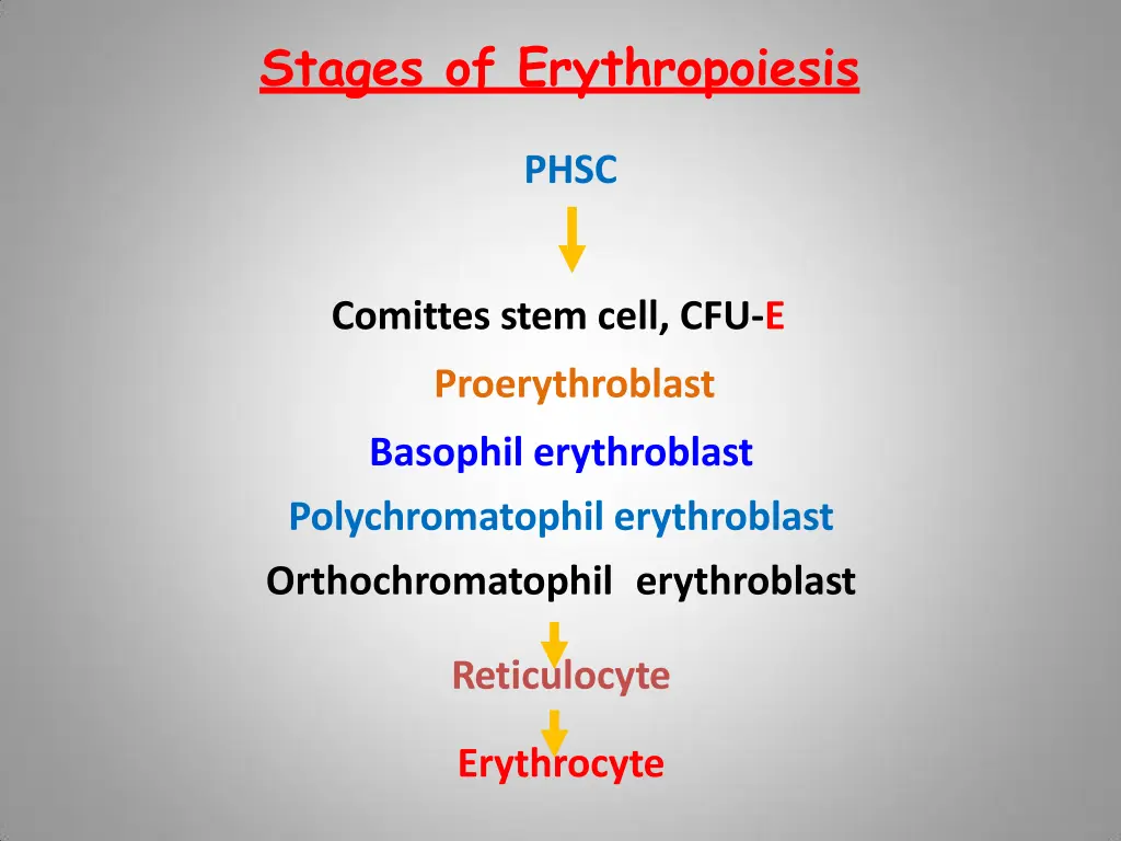 stages of erythropoiesis